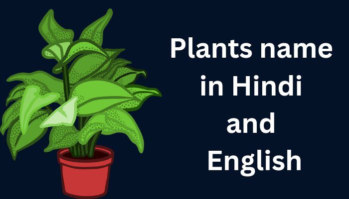 Plants name in Hindi and English |50+ पौधों के नाम हिंदी और अंग्रेजी में